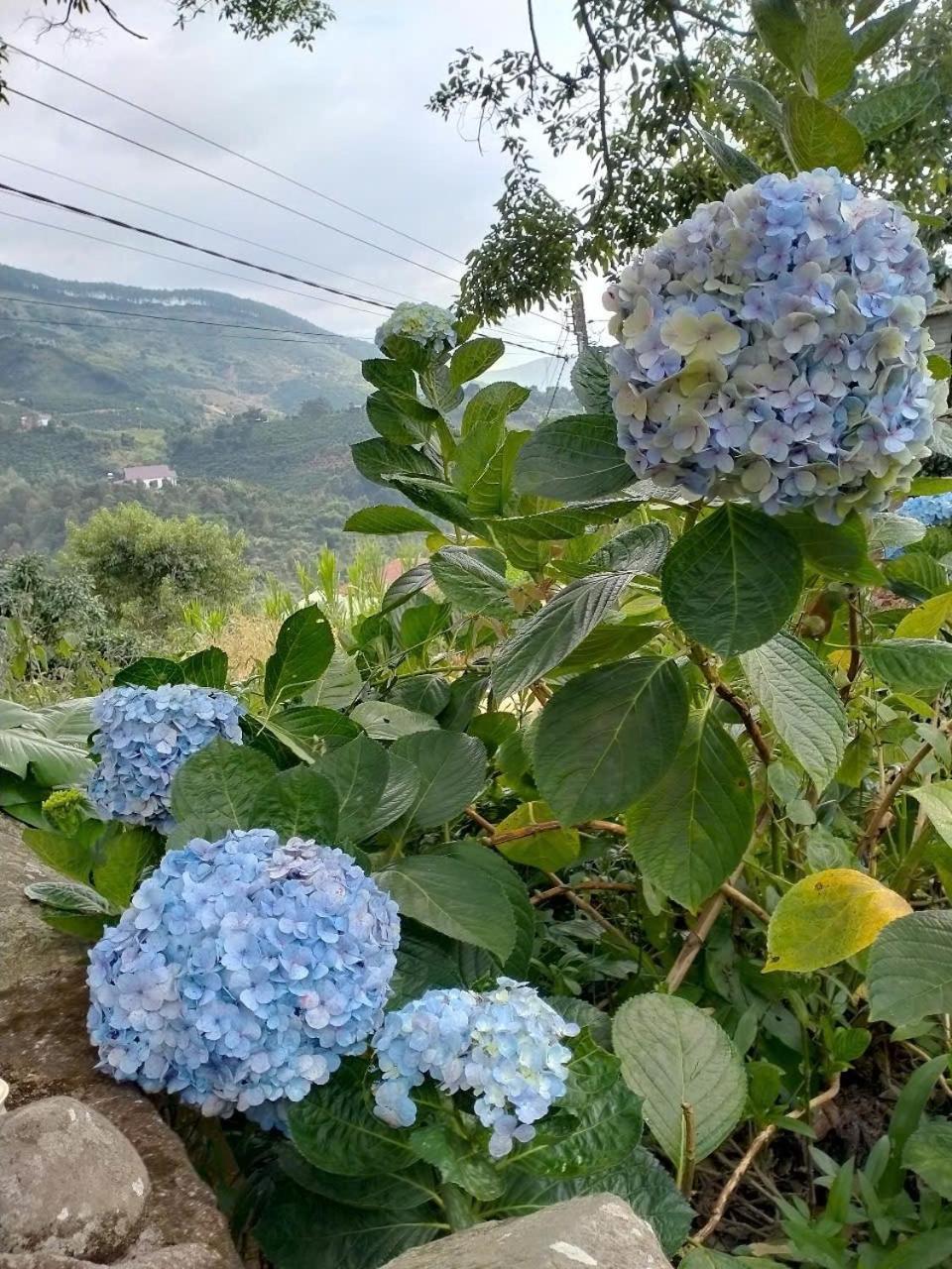 Farm Co Chu Tuan Ha Bed & Breakfast ดาลัด ภายนอก รูปภาพ
