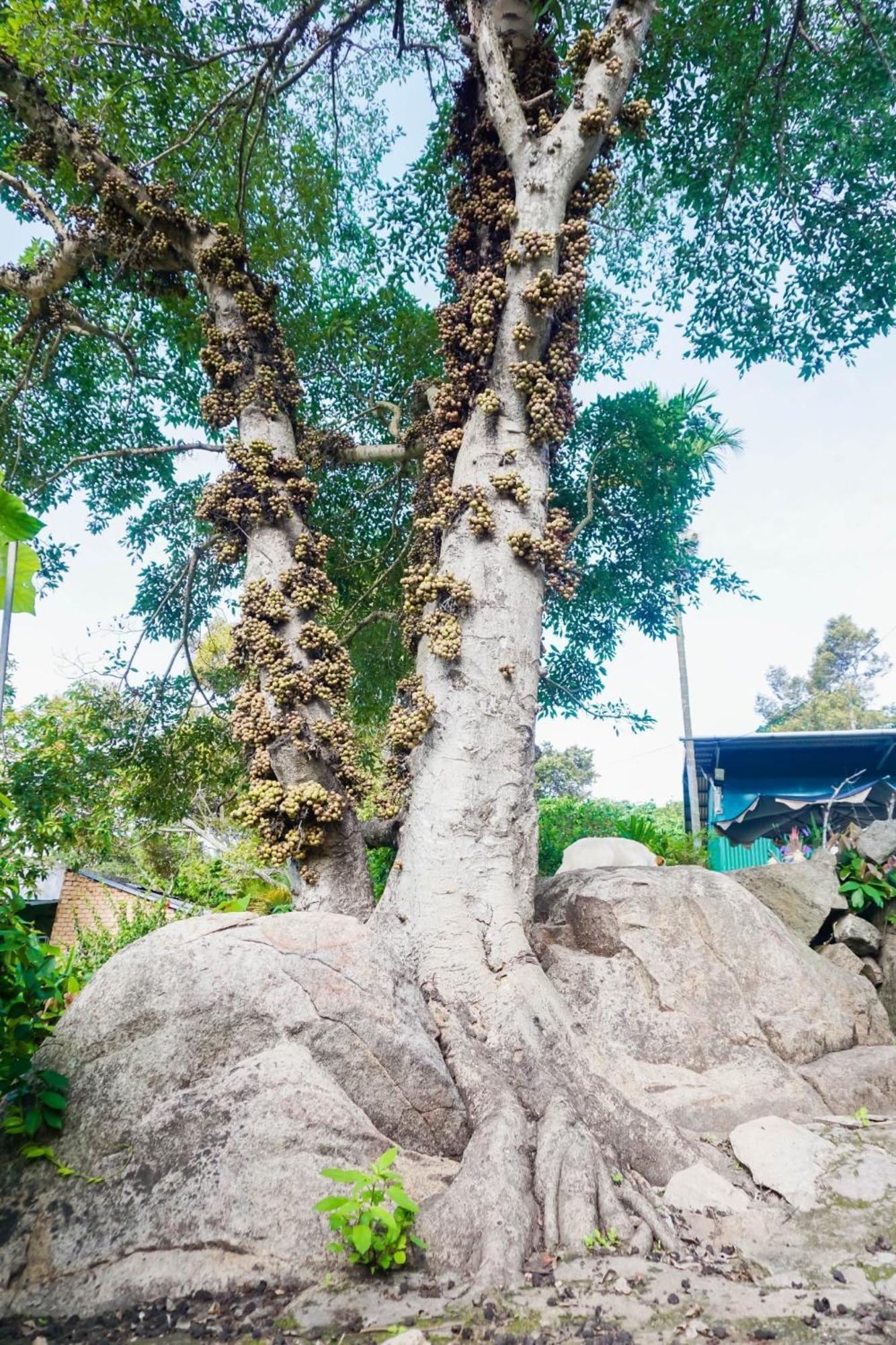 Farm Co Chu Tuan Ha Bed & Breakfast ดาลัด ภายนอก รูปภาพ